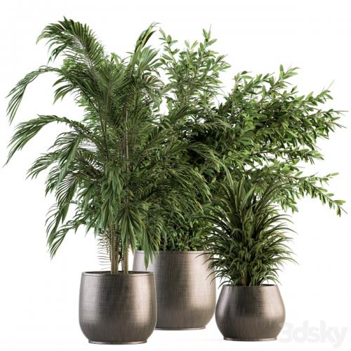 indoor Plant Set 112 - Tropical Plants
