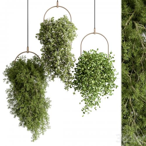 indoor Plant 438 - Hanging Plants