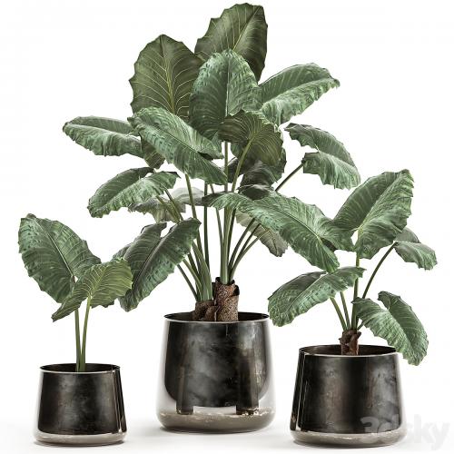A collection of beautiful lush exotic flowers in black metal pots Alokasia. Set 881