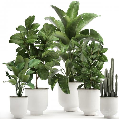 Collection of plants in white pots with banana palm, ficus tree, Strelitzia. Set 906.