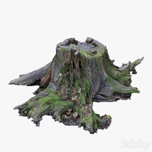 Large tree stump