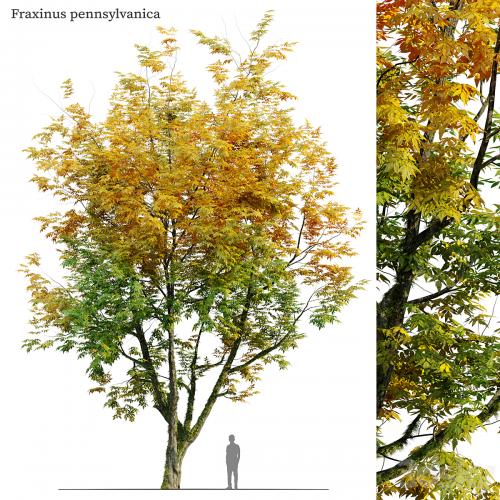 Autumn fraxinus pennsylvanica