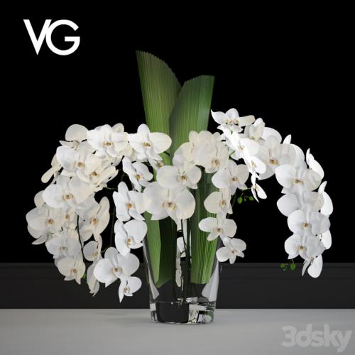 Decorative arrangement of orchids VG
