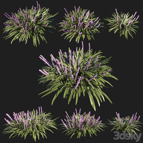 liriope muscari variegata grass 02