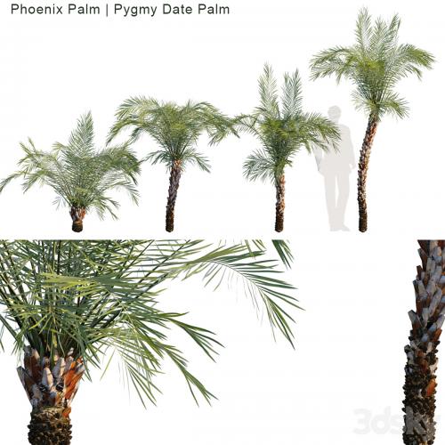 Phoenix Palm | Pygmy date palm
