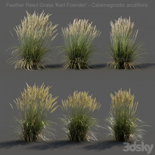 Feather Reed Grass - Calamagrostis acutiflora - Low
