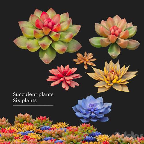 Succulent plants 02