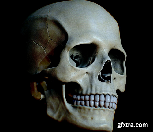 Detailed Human Skull 3D Model