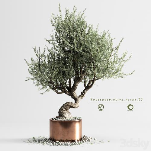 household olive plant 02