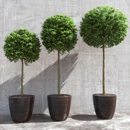 Three trees in pots