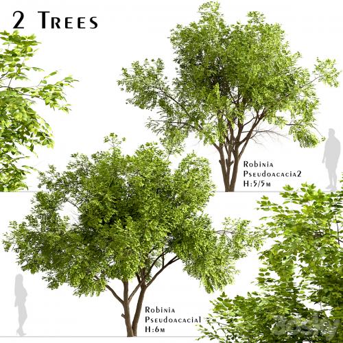 Set of Robinia Pseudoacacia Trees (Black Locust) (2 Trees)