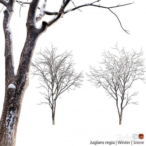 Juglans regia - Common walnut - winter - snow