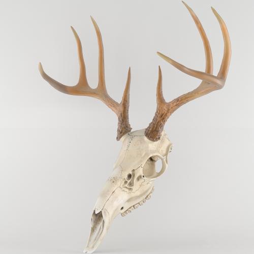 Deer deer skull scull