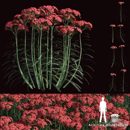 Yarrow flowers | Achillea millefolium