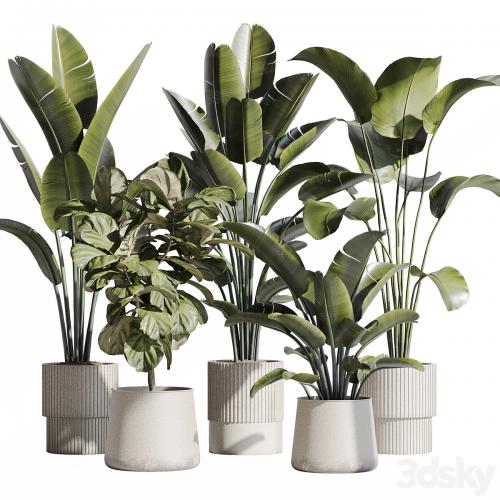 indoor plant set 75