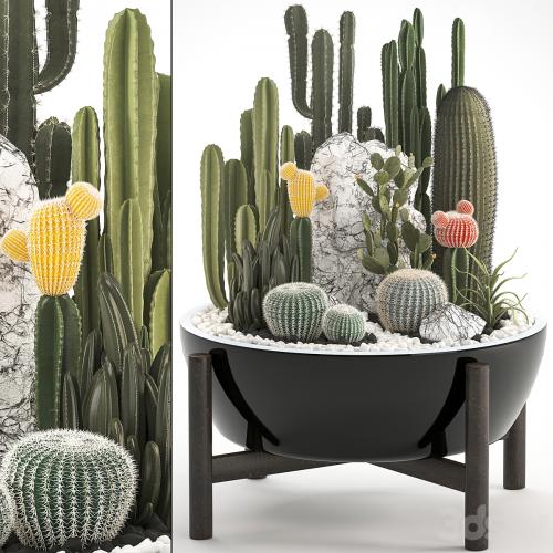 Plant collection 305. Cactus set, cacti, round cactus, flower bed, japanese, cereus, Barrel cactus, desert plants, Prickly pear