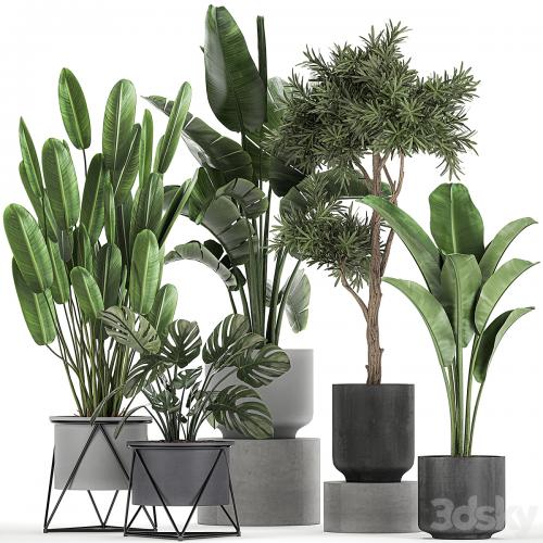 Collection of plants in pots on legs with Strelitzia, monstera, Banana palm, tree. Set 749.