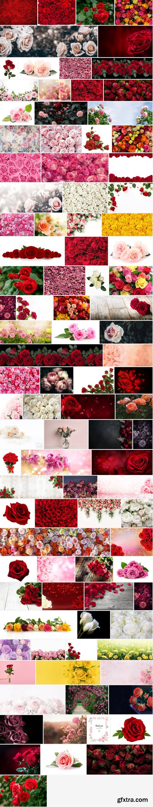 Stock Photo - Roses