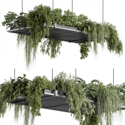 indoor Plant 443 - Hanging Plants