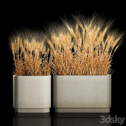 Bushes of spikelets of dry wheat in flowerpots dried flowers, eco style. Plant collection 1204