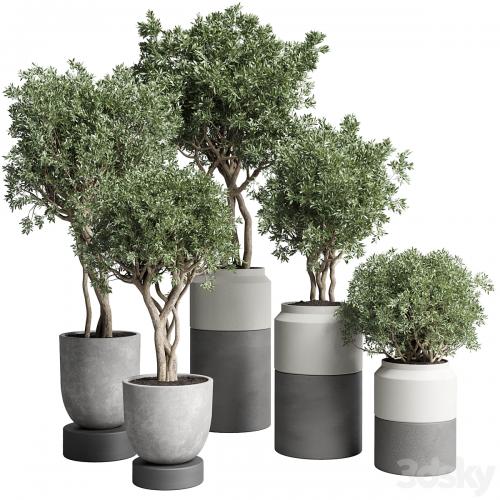 Collection Indoor plant 189 concrete dirt vase pot Tree