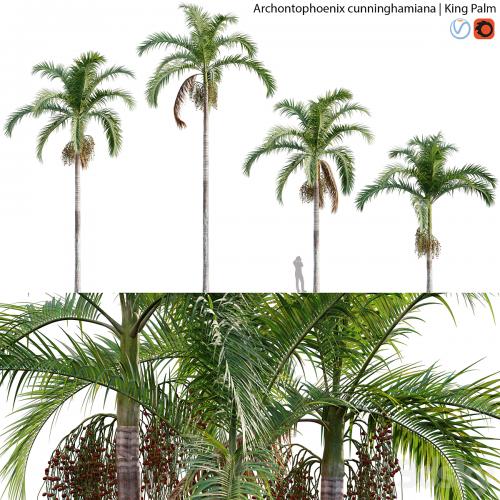 Archontophoenix cunninghamiana - King Palm - 01