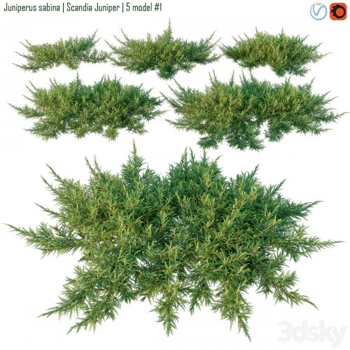 Juniperus sabina | Scandia juniper
