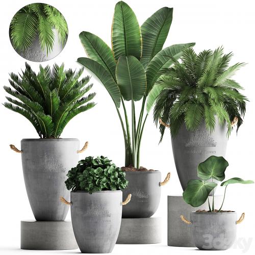 Plant Collection 381. Banana palm, Cycas, palm tree, exotic plant, outdoor, concrete flowerpot, strelitzia, bushes