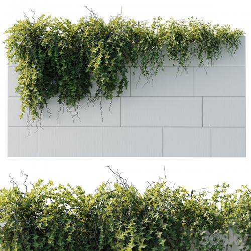 ivy hanging from the wall - outdoor plants set 173