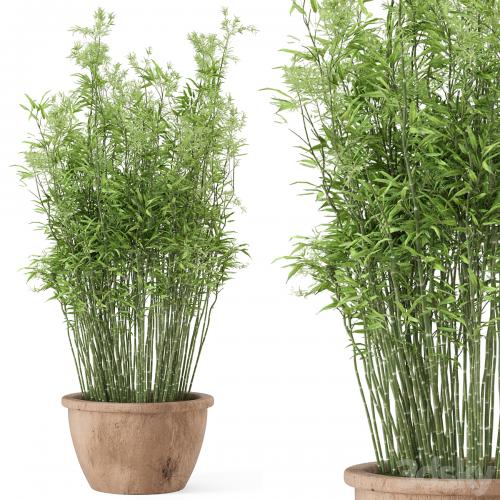 Outdoor Plants Bamboo in rusty Cly Pots - Set 10