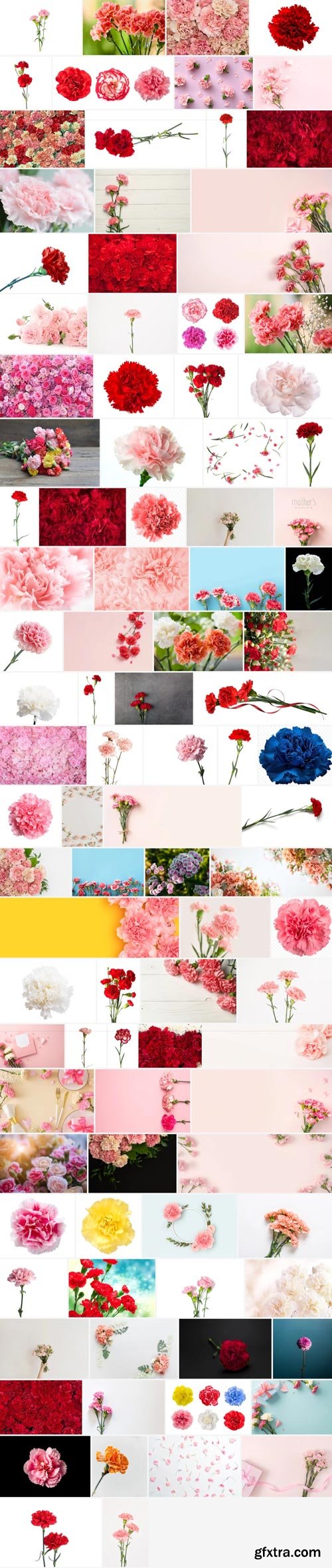 Amazing Photos, Carnation 100xJPEG