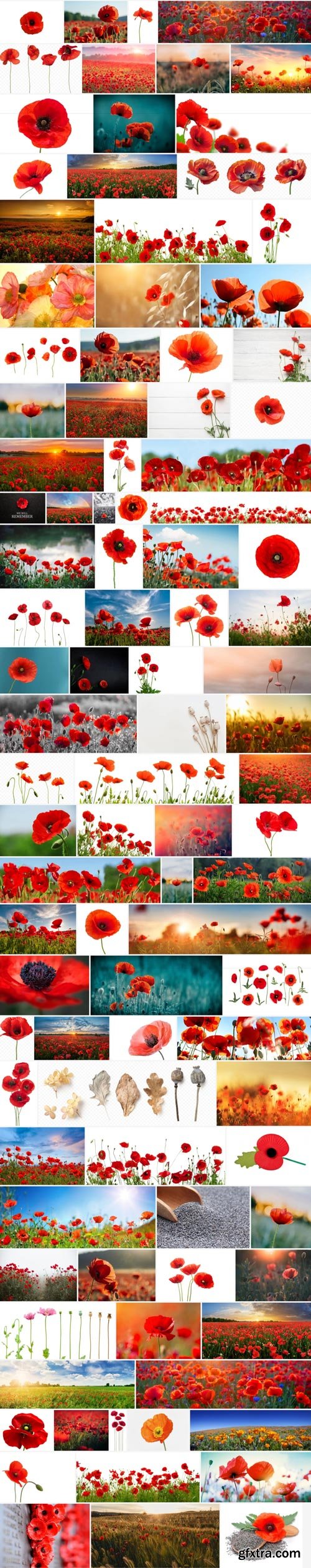 Amazing Photos, Poppy 100xJPEG