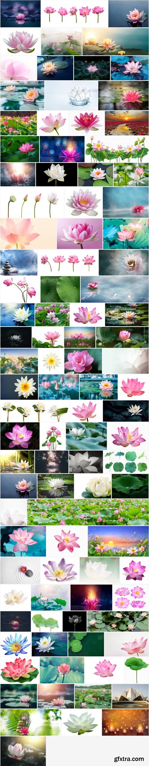 Amazing Photos, Lotus 100xJPEG