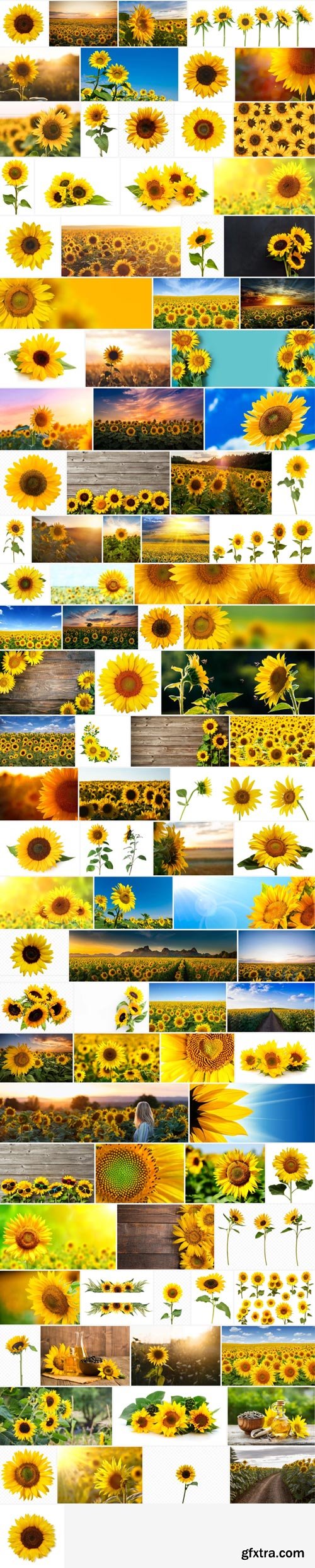 Amazing Photos, Sunflower 100xJPEG