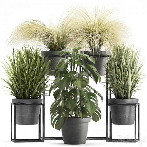 Plant collection 316. Grass, tussock, monstera, pot, flowerpot, indoor, small, flower stand, bush, outdoor, concrete