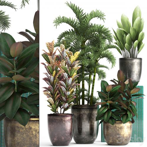 Plant collection 353. luxury, pot, flowerpot, indoor plants, Croton, palm grass, ficus robusta, areca palm