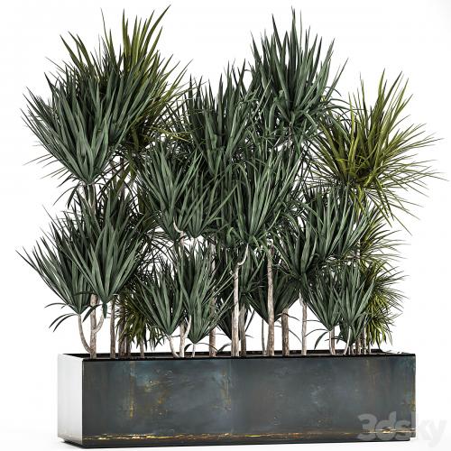 Lush exotic thickets of Dracaena bushes in a metal pot flowerbed. 887.