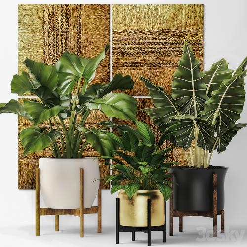 Collection of plants in pots 7. Flower, pot, bush, flowerpot, interior, indoor, alocasia, luxury, gold, paintings, abstraction, luxury