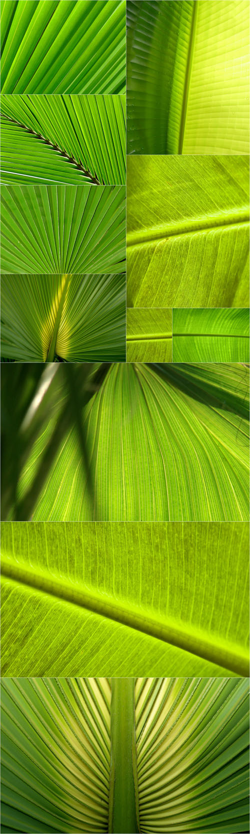 Palm Leaf Backgrounds