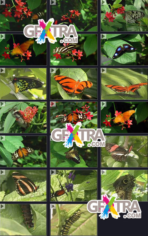 Time Image Volume 21: Butterfly World