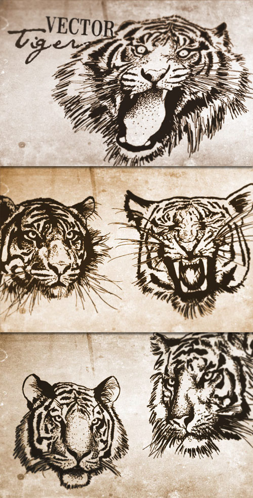 WeGraphics - Vector Tigers