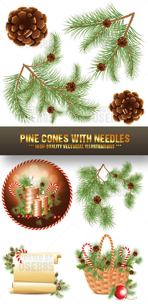 Stock Vector - Pine Cones with Needles
